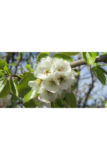 Груша звичайна ‘Сілк Кінг’